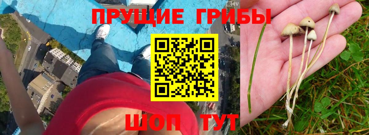 Волоколамск  Галлюциногенные грибы Cubensis  Вход с VPN 